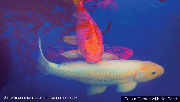 Color Garden With Koi Pond